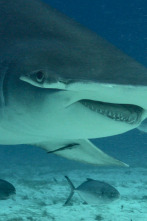 Imagen de Tiburón toro vs. tiburón martillo - 4