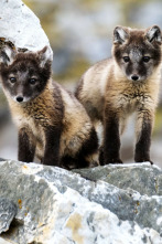 Imagen de La increíble migración animal  - 4