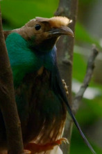 Imagen de Especial Wild Asia: Islas paradisíacas  - 4