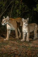 Imagen de El sendero de la pantera - 4