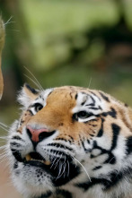 Imagen de El reino secreto del tigre de Amur - 4