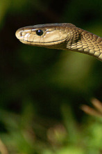 Imagen de Especial Serpientes de Leyenda  - 4