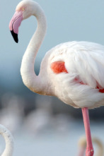 Imagen de Mediterráneo salvaje: El corazón - 3