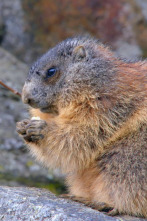 Imagen de Lugares salvajes de...: El poder del invierno - 3