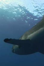 Imagen de Ataque de tiburón 360: Sangre en el agua - 3