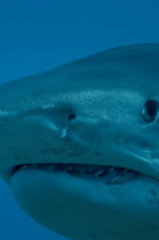 Imagen de Tiburones colosales - 2