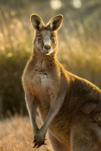 Imagen de Australia extraordinaria: Costas salvajes - 3