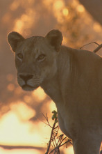 Especial animales letales de África: Contienda en la orilla