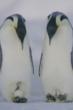 Los secretos de los pingüinos 