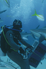 Imagen de Investigación: ataques...: Mordidos en las Bahamas - 4