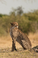 Imagen de Safari letal: Grandes felinos vs. presas - 3