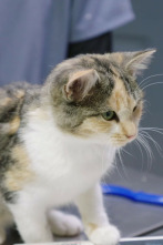 Imagen de Veterinarios de Nebraska: Especial cat-atónico. - 2