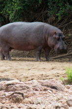 Imagen de Guerras de cocodrilos - 2