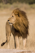 Imagen de Safari letal: Batallas entre grandes felinos - 3