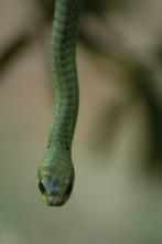 Imagen de El mundo secreto de...: Asia y Europa - 3