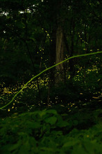 Imagen de La magia de la bioluminiscencia - 2