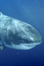 Imagen de Los tiburones más grandes del mundo - 2