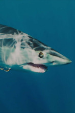 Imagen de El tiburón mako más grande del mundo - 3