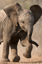 Imagen de Pequeños gigantes del mundo animal - 2