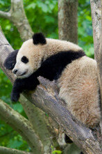 Imagen de Escuela de pandas: El estilo panda - 8