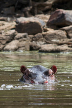 Imagen de Boteti: el río de...: Muerte en el polvo - 3
