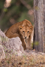 Imagen de Visto en el safari  - 3