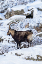 Imagen de Las cumbres de Europa: Gredos, rey de las montañas - 3