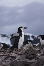Imagen de Planeta pingüino - 2
