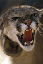 Imagen de Los animales más...: África - 2