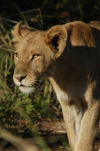 Imagen de Planeta carnívoro  - 3