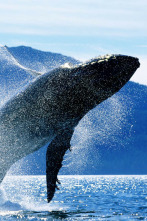 Imagen de Vida animal: En busca de la ballena azul - 2