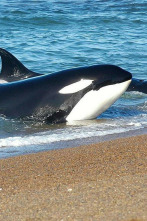 Imagen de Vida animal: Escuela de orcas asesinas - 3