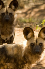 Imagen de La manada: Perros salvajes - 4