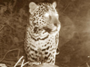Imagen de Depredadores nocturnos: Leopardos - 2
