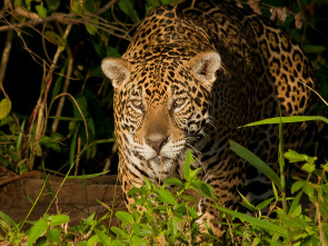 Imagen de El último depredador  - 5