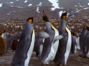 Imagen de Los animales más raros...: Los más raros de la tierra - 4