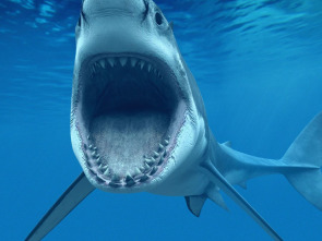 Imagen de Los tiburones más peligrosos del mundo - 3