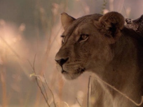 Imagen de Leones: zona de guerra - 4