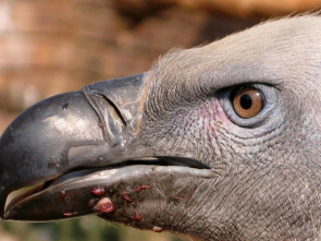 Imagen de Excéntricos y peculiares: Los cinco raros de África - 1