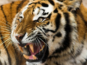 Imagen de Depredadores alfa  - 5