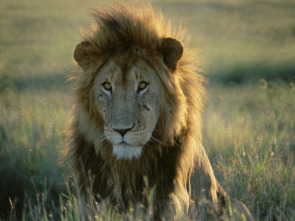 Imagen de Top 10 animal: Enjambres - 1