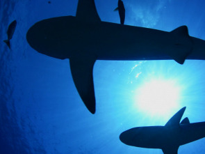 Imagen de Los tiburones de las islas Pitcairn - 3