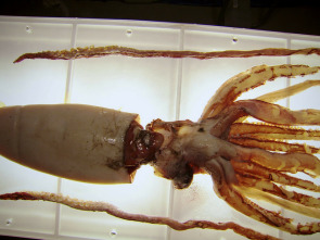 Imagen de En busca del calamar gigante - 1