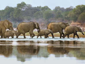 Imagen de Los cerebros y bebés...: Animales superdotados - 1