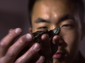 Imagen de Las mascotas más raras...: Micro mascotas - 1