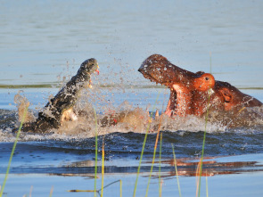 Hipopótamo contra cocodrilo