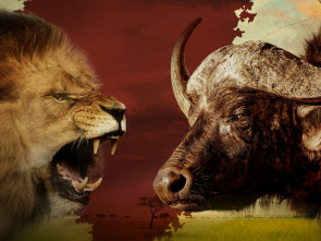 Imagen de Rivales de sangre: el león contra el búfalo - 7