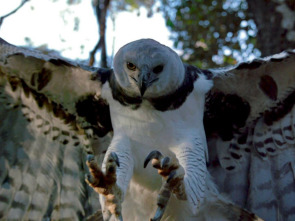 Imagen de Wild Europa  - 5