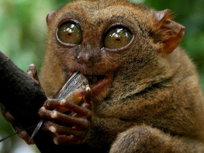 Imagen de Los animales más...: He nacido así - 1