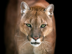 El club de la lucha animal